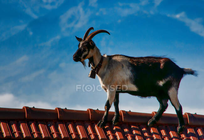 Goat wearing a bell walking on a roof, Switzerland — Stock Photo