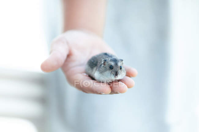 Girl holding a hamster — Stock Photo