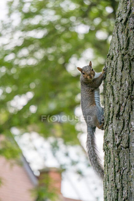 Grauhörnchen klettert auf einen Baum, USA — Stockfoto