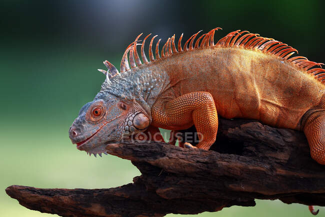 Retrato de uma iguana em um ramo, Indonésia — Fotografia de Stock