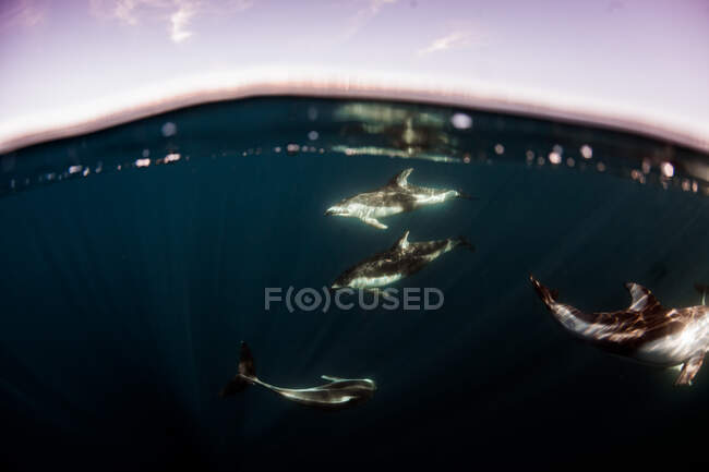 Golfinhos nadando subaquático, Califórnia, EUA — Fotografia de Stock
