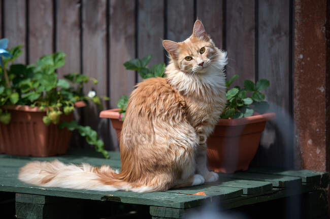 Ritratto di un gatto del Maine Coon seduto in un giardino — Foto stock