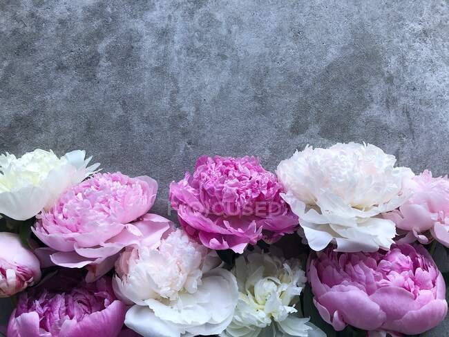 Розовые пионы на сером фоне — стоковое фото