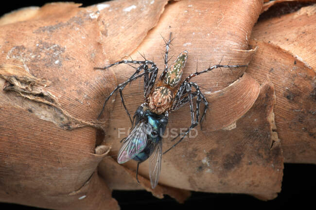 Jumping spider eating an insect, close up view — Stock Photo