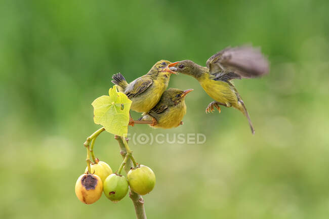 Pássaro alimentando seus filhotes, Indonésia — Fotografia de Stock