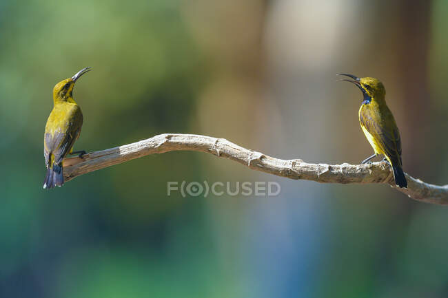 Bellissimi Sunbirds colorati sul ramo nella giornata di sole, Indonesia — Foto stock