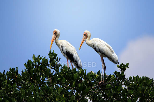 Due aironi grigi (Ardea cinerea) su un albero, Indonesia — Foto stock