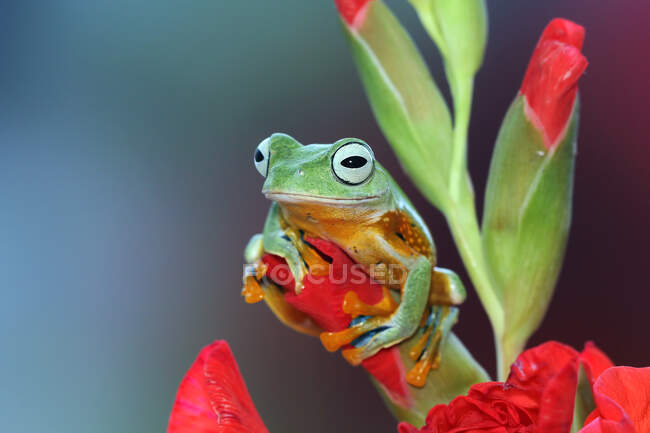 Flying frog (rachophorus reinwardtii) on a flower bud, Indonesia — Stock Photo