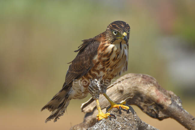 Portrait of a Crested goshawk on a rock, Indonesia — Stock Photo