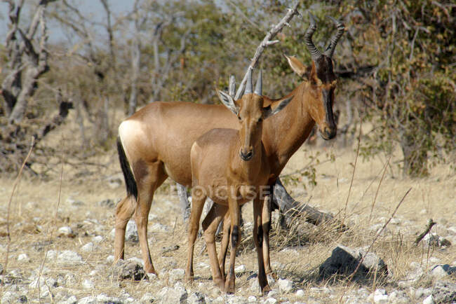 Two Red Hartebeest standing in the bush, Etosha National Park, Namibia — Stock Photo