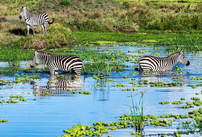 Tres cebras de pie en un río, Reserva Nacional Samburu, Kenia - foto de stock