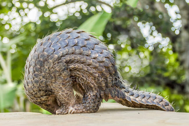 Close-up of a pangolin standing up on a wall, Indonesia — Stock Photo