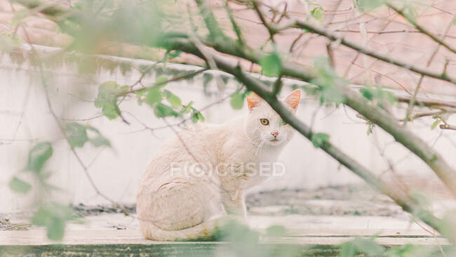 Vista de un gato blanco sentado en una pared entre los árboles - foto de stock