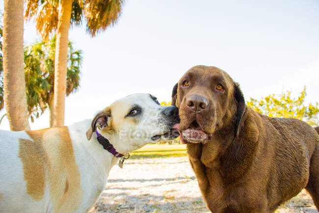 Hound mix dog licking a chocolate labrador retriever in a park, Estados Unidos - foto de stock