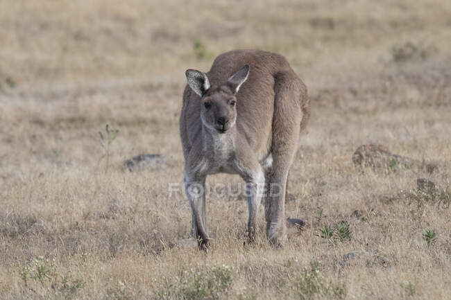 Retrato de um canguru no outback, Austrália — Fotografia de Stock
