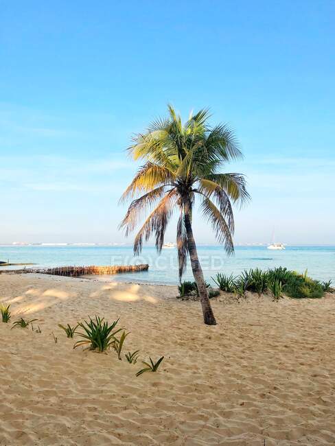 Пальма на пляже, Playa Norte, Isla Mujeres, Quinta Roo, Мексика — стоковое фото