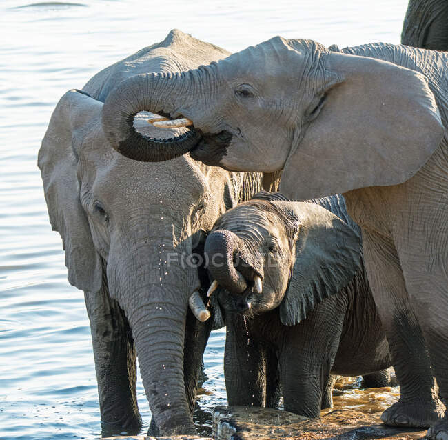 Elefantes bebiendo en un pozo de agua, Parque Nacional Etosha, Namibia - foto de stock