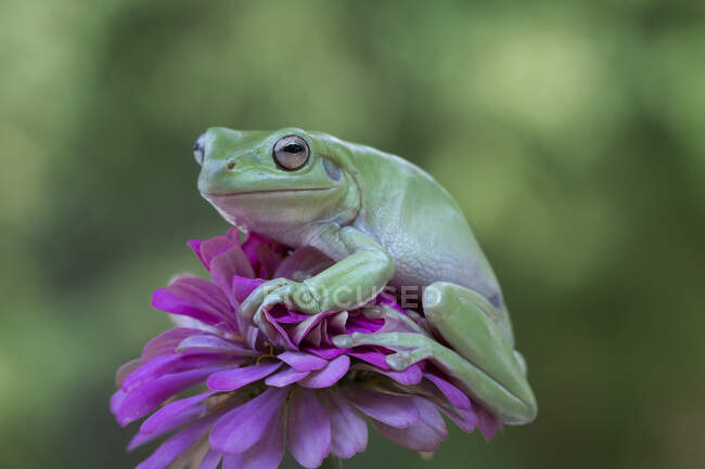 Дурна деревна жаба на квітці (Індонезія). — стокове фото
