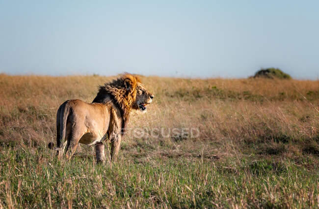 Портрет легендарного льва по имени Боб Марли, Масаи Мара, Кения — стоковое фото