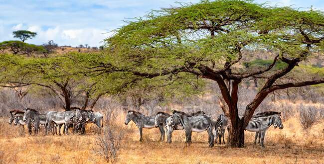 Стадо зебр, стоящих под деревьями акации, Кения — стоковое фото