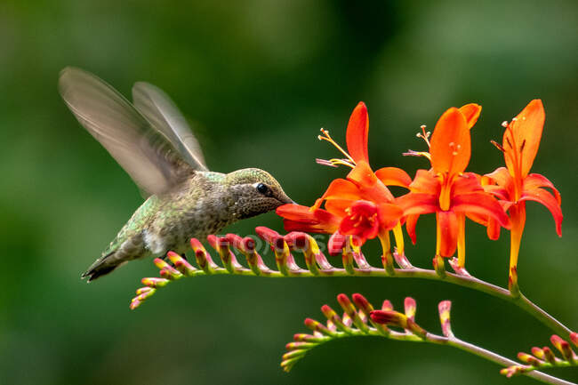 Крупный план колибри, зависающей над цветком, Канада — стоковое фото