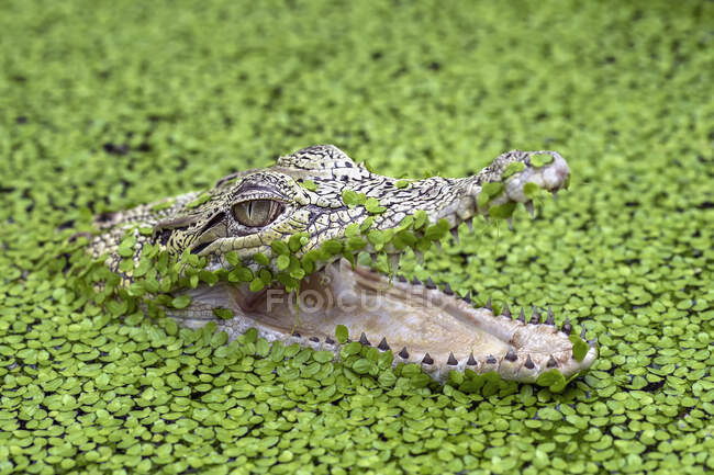 Crocodilo em um rio cheio de plantas daninhas, Indonésia — Fotografia de Stock
