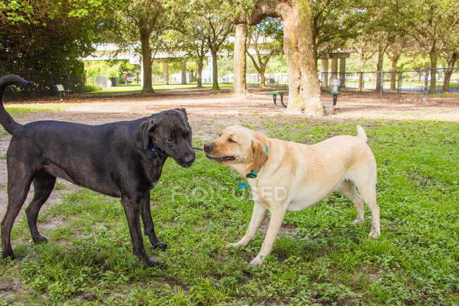 Labrador retriever and German shorthaired pointer having a tug of war, United States — Stock Photo