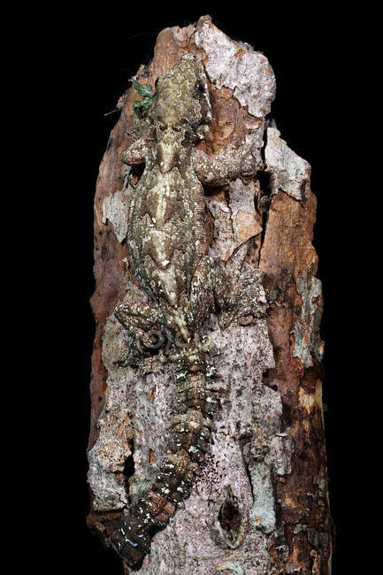 Flying lizard camouflaged against the bark of a tree, Indonesia — Stock Photo