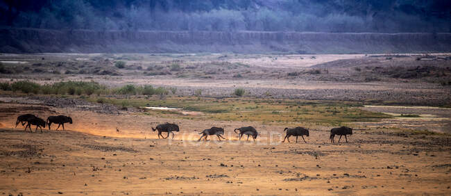 Blue wildebeest correndo através de um leito de rio seco ao nascer do sol, África do Sul — Fotografia de Stock