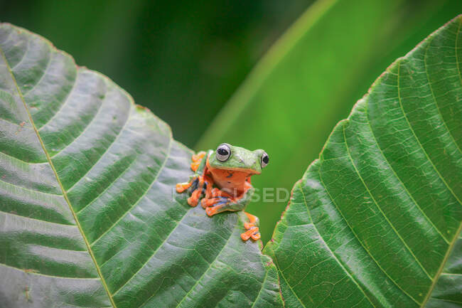 Летучая лягушка Уоллеса на листе, Индонезия — стоковое фото
