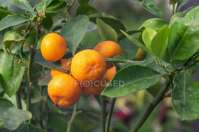 Naranjas creciendo en un árbol, Canadá - foto de stock