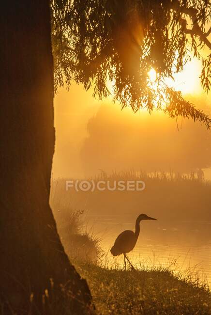 Silhouette d'un oiseau debout au bord d'un lac au coucher du soleil, Bushy Park, Richmond upon Thames, Royaume-Uni — Photo de stock