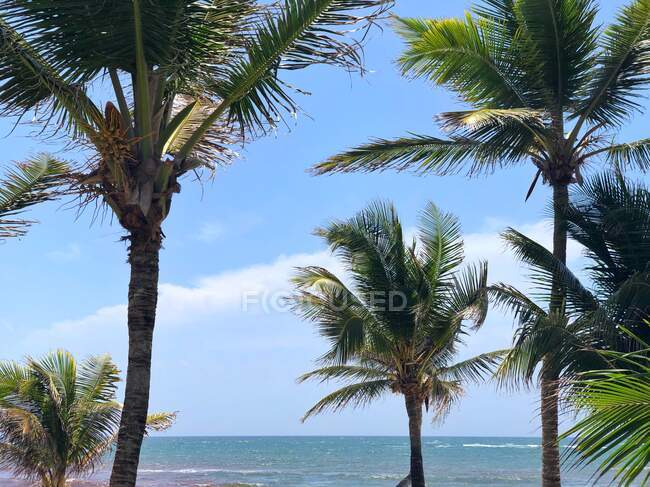 Пальмы на пляже, Тулум, Кинтана-Ру, полуостров Юкатан, Мексика — стоковое фото