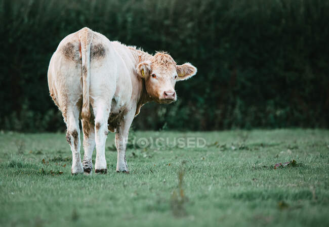 Vaca num campo, Swallowfield, Berkshire, Inglaterra, Reino Unido — Fotografia de Stock