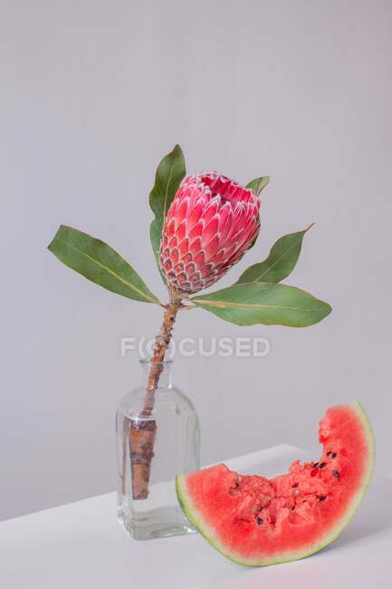 Flor de Protea en un jarrón junto a una rebanada de sandía - foto de stock