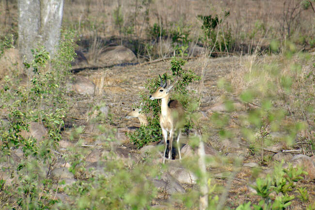 Dois Reedbuck em pé no mato, África do Sul — Fotografia de Stock