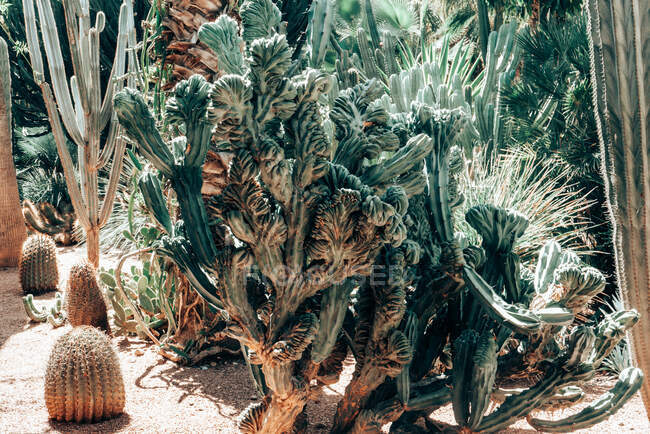 Primer plano de los cactus que crecen en un jardín, España - foto de stock