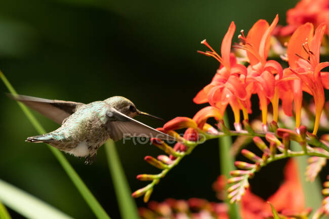 Nahaufnahme eines Kolibris, der an einer Blume schwebt, Kanada — Stockfoto