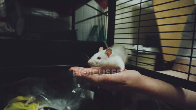 Donna che tiene in mano un topo domestico bianco — Foto stock