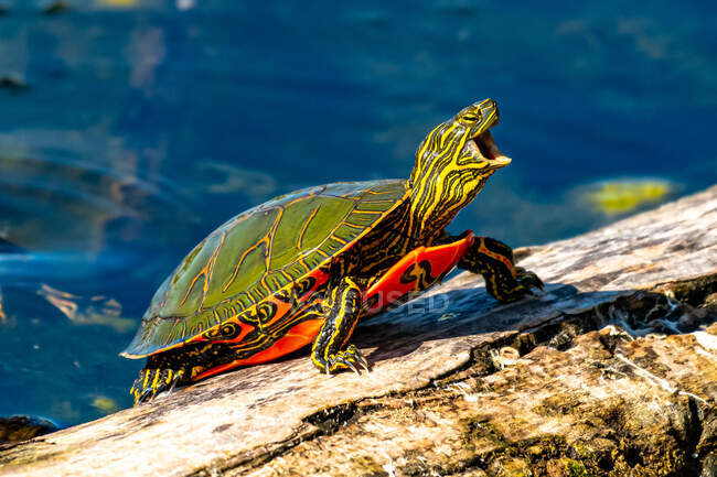 Nahaufnahme einer Schildkröte auf einem Felsen, British Columbia, Kanada — Stockfoto