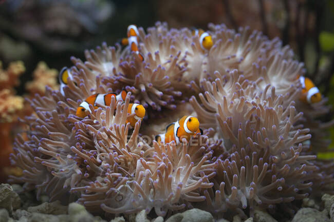 Clown-Anemonenfisch versteckt sich in einer Seeanemone, Indonesien — Stockfoto