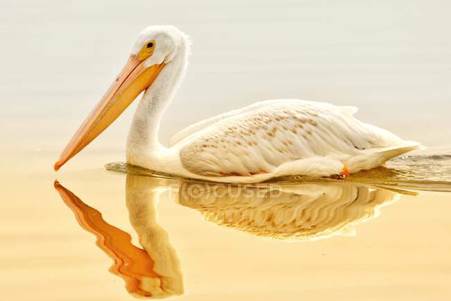 Porträt eines Pelikans auf einem See in der Morgensonne, Colorado, Vereinigte Staaten — Stockfoto