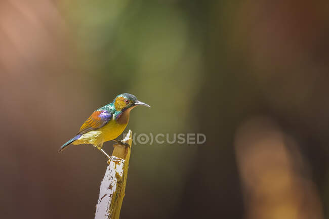 Bellissimo colibrì colorato sul ramo nella giornata di sole, Indonesia — Foto stock