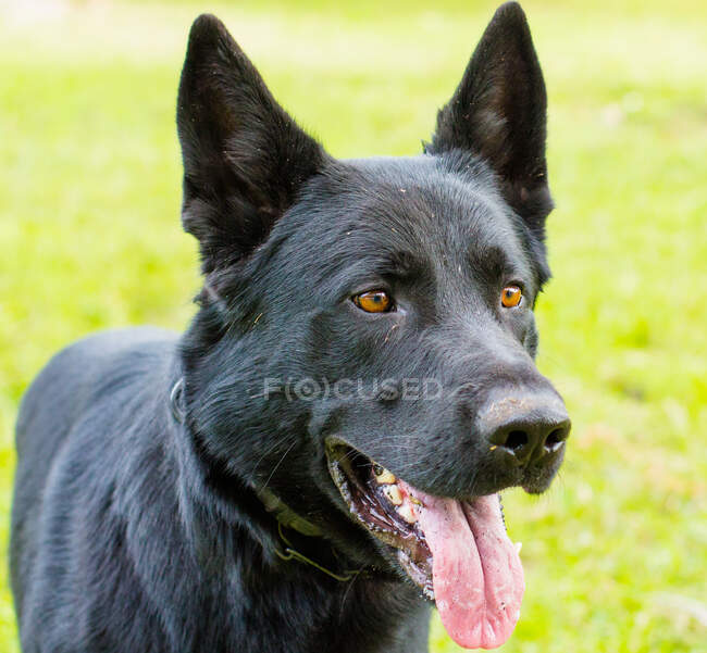 Porträt eines deutschen Schäferhundes in einem öffentlichen Park, USA — Stockfoto