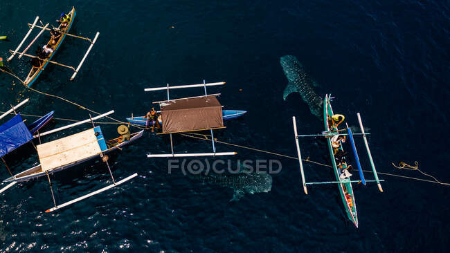 Overhead view of people in traditional boats looking at whale sharks, Gorontalo, Indonesia — Stock Photo