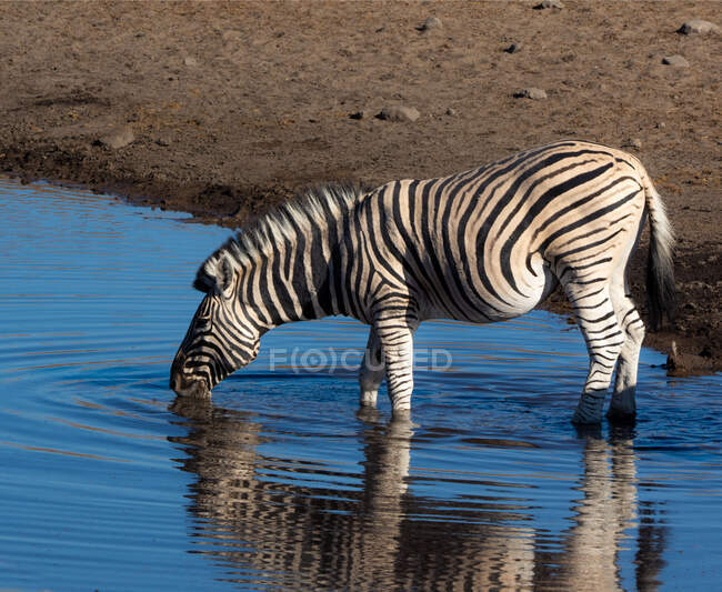 Zebra de pé em um buraco de água bebendo, Etosha National Park, Namíbia — Fotografia de Stock