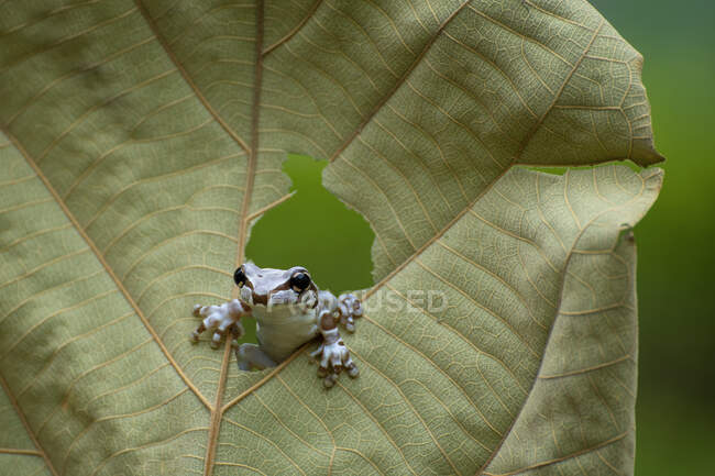 Амазонська жаба дивиться через дірку в листі (Індонезія). — стокове фото
