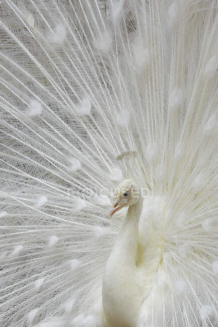 Portrait of a white peacock, Indonesia — Stock Photo