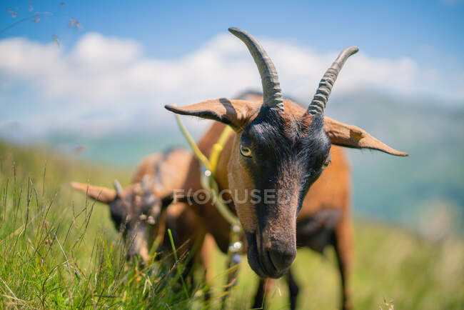 Dos cabras de montaña en los Alpes austríacos, Gastein, Salzburgo, Austria - foto de stock