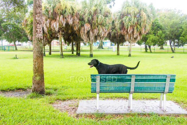 Labrador Dog de pé em um banco em um parque de cães, Estados Unidos — Fotografia de Stock
